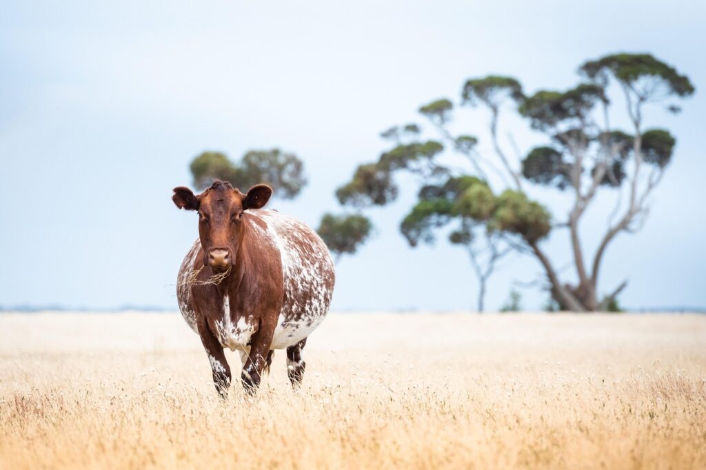 婚約破棄の理由に妊娠や中絶が影響することはあるのか？