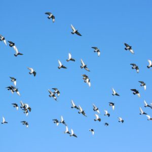 婚約破棄の依頼にかかる料金はどれくらい？